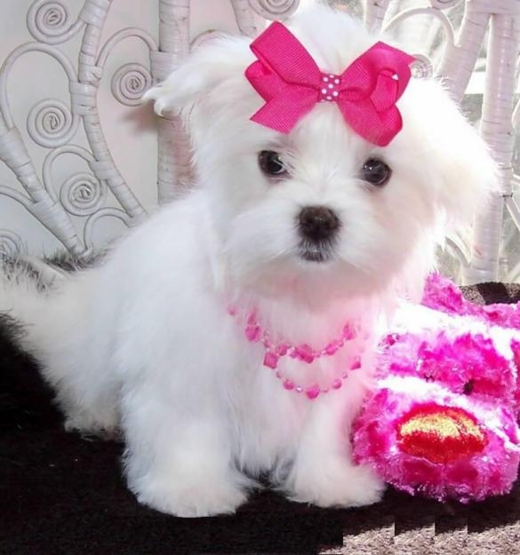 Quality Maltese Teacup Puppies Ready text 443 267-8170